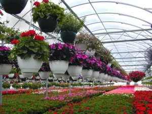 greenhouse with colourful flowers