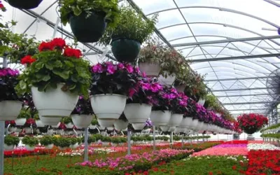 Dutch Chinese Collaboration Shapes the Future of Greenhouse Horticulture